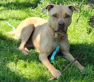 Lotti – Pitbull-Mix, weiblich, 3 Jahre, 70195 Stuttgart-Botnang – zur Adoption