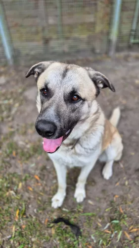 Don – Pyränenberghund-Mix, männlich, 1 Jahr, 26389 Wilhelmshaven – zur Adoption