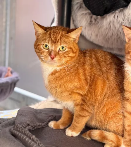 Balto – EKH, männlich, 26389 Wilhelmshaven – zur Adoption