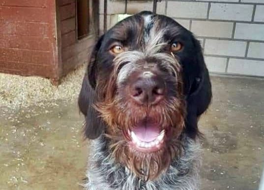 Apollo – Dt. Drahthaar, männlich, 2018 Jahre, 90537 Feucht – zur Adoption