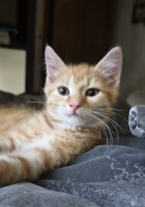 Emil – Europäisch Kurzhaar, männlich, 2 Monate, 97525 Schwebheim – zur Adoption