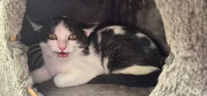 Barney – Europäisch Kurzhaar, männlich, 97525 Schwebheim – zur Adoption