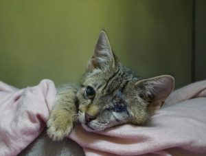 Jago – Europäisch Kurzhaar, männlich, 97525 Schwebheim – zur Adoption