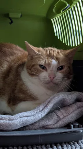 Brokkoli – EKH, weiblich, 26389 Wilhelmshaven – zur Adoption