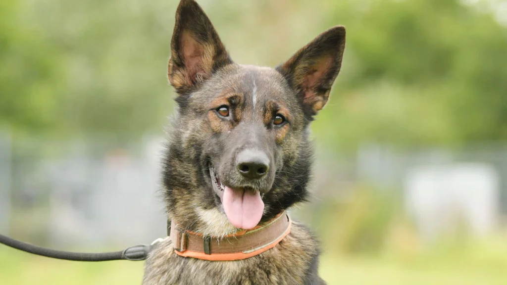 Bianca – Deutscher Schäferhund, weiblich, 2 Jahre, 2 Monate, 13057 Berlin – zur Adoption