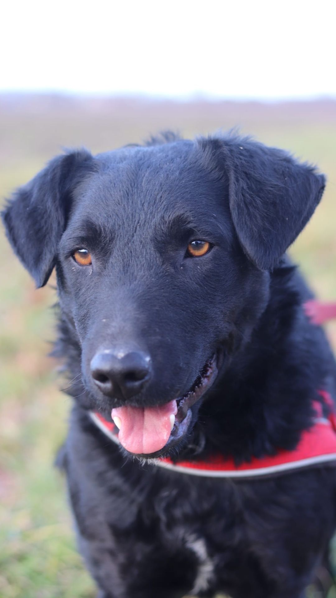 Bono – Kroatischer Schäferhund/ Jagdterrier-Mischling, männlich, 3 Jahre, 1 Monate, Nordic Strays e.V. – zur Adoption