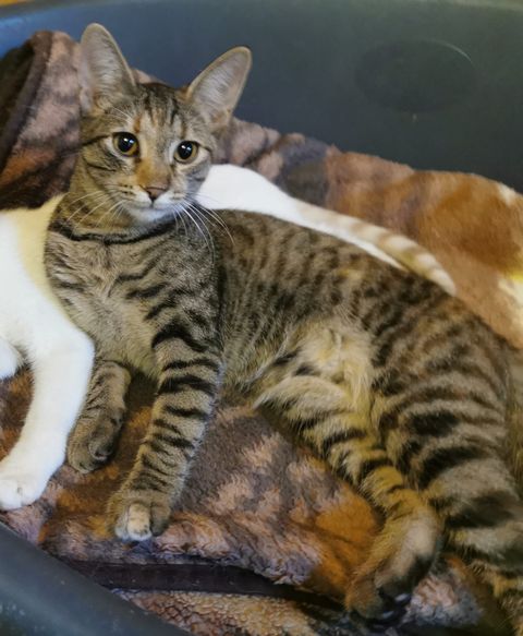 Mimi