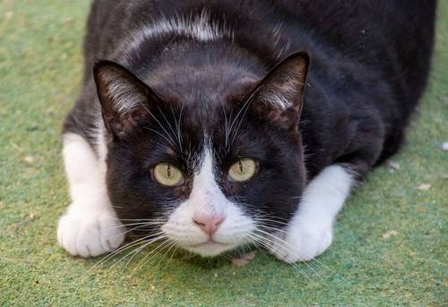 Tifón – EKH, männlich, 9 Jahre, 65520 Bad Camberg – zur Adoption
