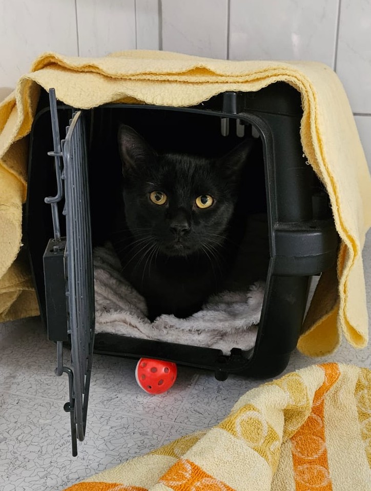 Kylo – EKH, männlich, 1 Jahr, 11 Monate, 97816 Lohr – zur Adoption