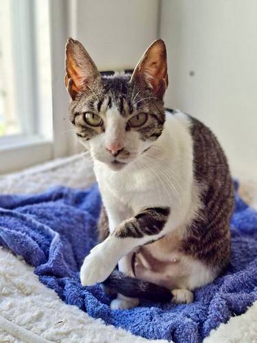 Holly – Mix, weiblich, 1 Jahr, 65520 Bad Camberg – zur Adoption