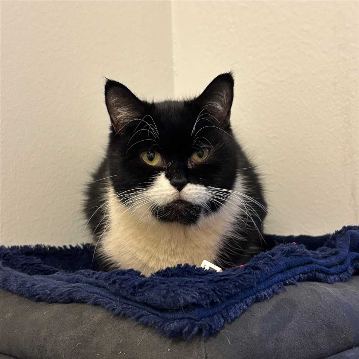 ANEMONE – Europäisch Kurzhaar, weiblich, 6 Jahre, 81829 München – zur Adoption