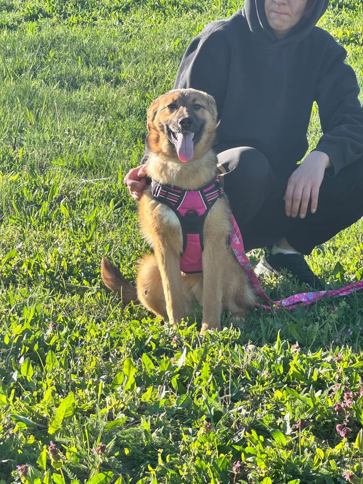 Dina