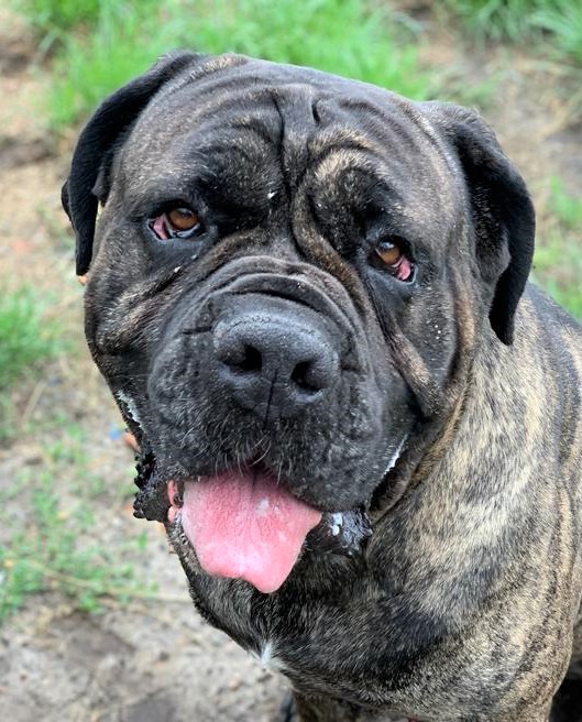 Dante – Mastino-Mix, männlich, 3 Jahre, 7 Monate, 13057 Berlin – zur Adoption