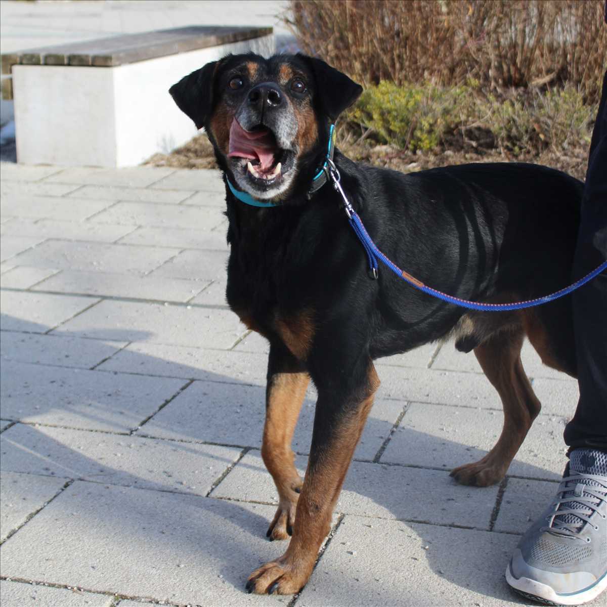CAPPER – Jagdhund, Mix, männlich, 10 Jahre, 81829 München – zur Adoption