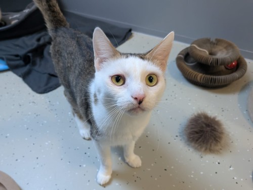 Andra – Katze, männlich, 32758 Detmold – zur Adoption