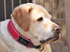 Bobby – Labrador, männlich, 6 Jahre, 90537 Feucht – zur Adoption