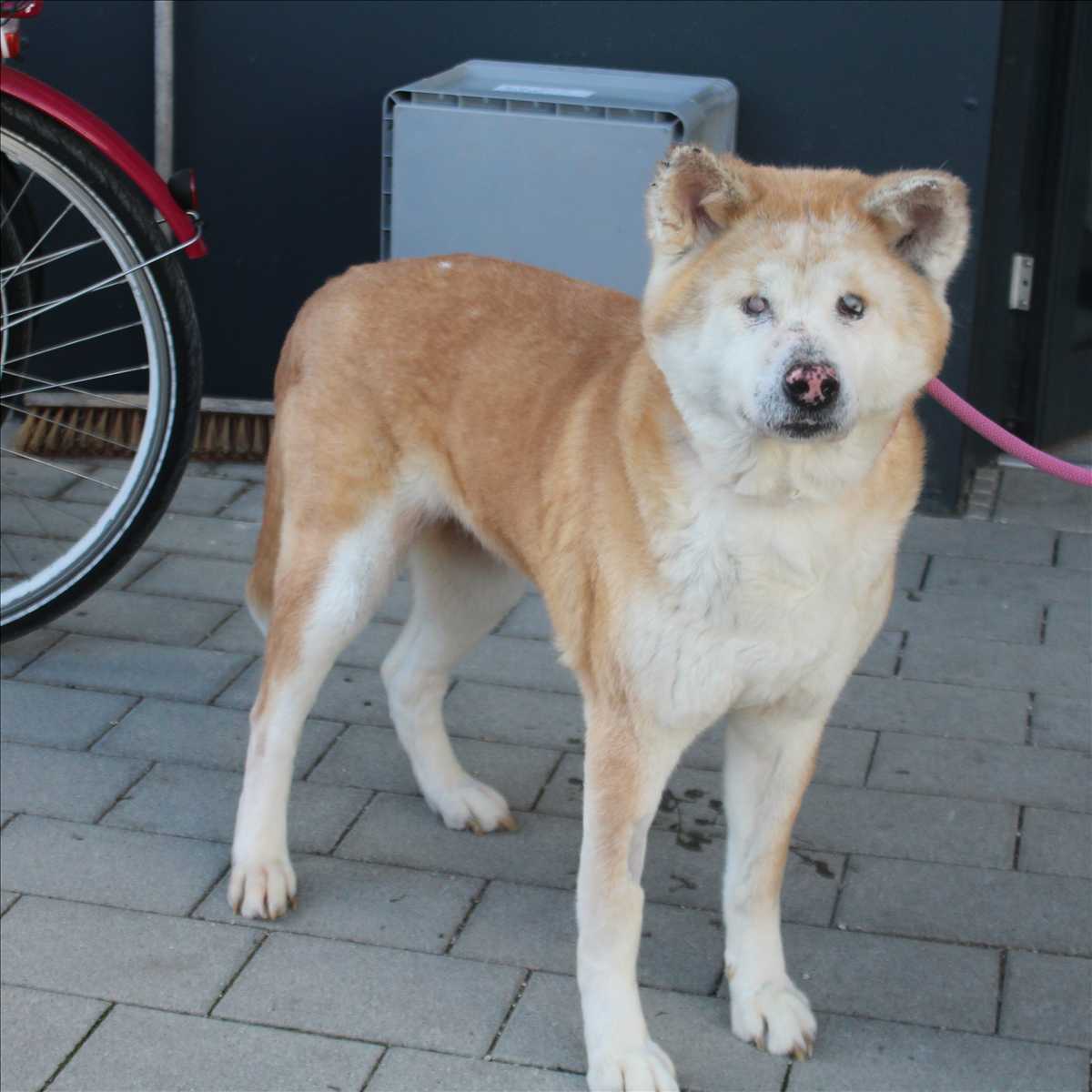DIVA – Akita, weiblich, 8 Jahre, 7 Monate, 81829 München – zur Adoption