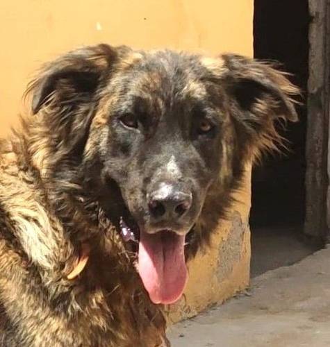 Paco – Estrela Berghund-Schäferhund-Mischling, männlich, 8 Monate, 65520 Bad Camberg – zur Adoption