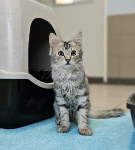 Fritz – Langhaar Mischling, männlich, 97525 Schwebheim – zur Adoption