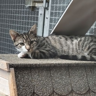 Sprite – Europäische Kurzhaar, männlich, 5 Monate, 97074 Würzburg – zur Adoption