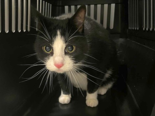 Karlo – Katze, männlich, 2 Jahre, 32758 Detmold – zur Adoption