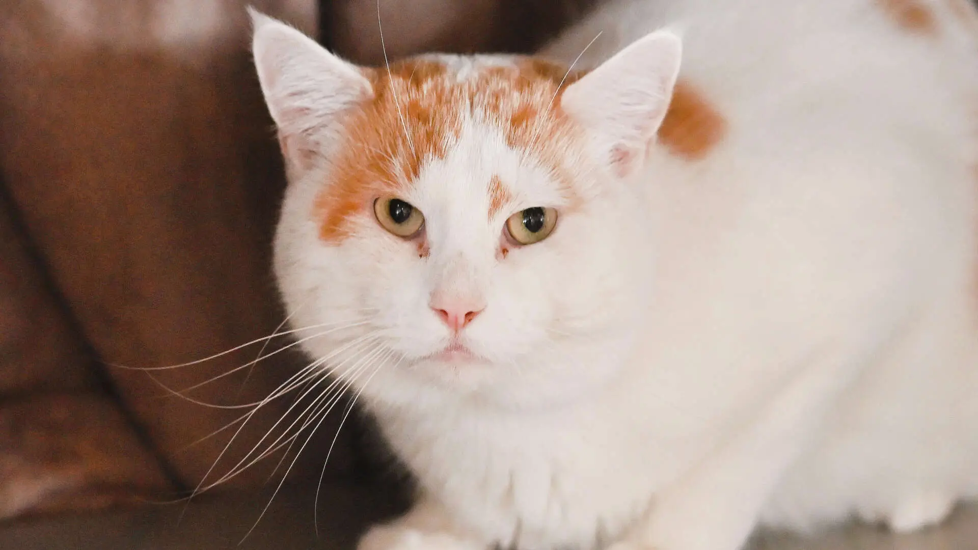 Charly – EKH, männlich, 3 Monate, 13057 Berlin – zur Adoption
