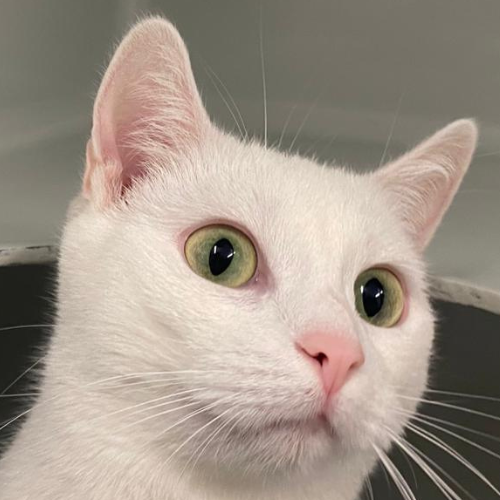 Pepa – Hauskatze, weiblich, 1 Jahr, 28357 Bremen – zur Adoption