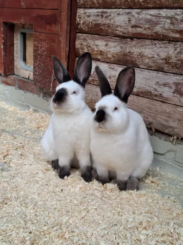 Muffin – Kaninchen, männlich, 4 Monate, 26389 Wilhelmshaven – zur Adoption