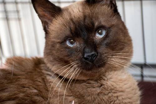Siamesón – Siam-Mix, männlich, 8 Jahre, 65520 Bad Camberg – zur Adoption