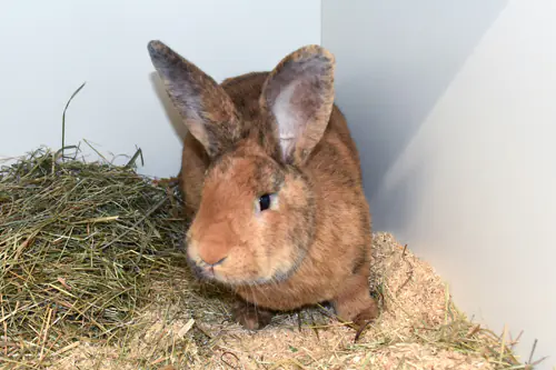 Fuchsi – Stallkaninchen-Mix, männlich, 90537 Feucht – zur Adoption