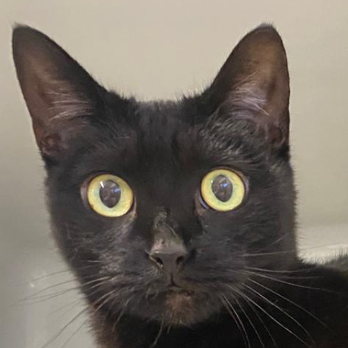 Georgina – Hauskatze, weiblich, 1 Jahr, 28357 Bremen – zur Adoption