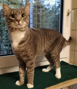Nalo – EKH, männlich, 70195 Stuttgart-Botnang – zur Adoption