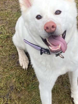 Shira – Akita Inu, weiblich, 9 Monate, 70195 Stuttgart-Botnang – zur Adoption