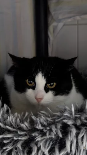 Dori – EKH, weiblich, 1 Jahr, 7 Monate, 26389 Wilhelmshaven – zur Adoption