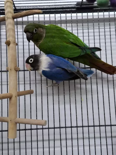Molan & Kamuri