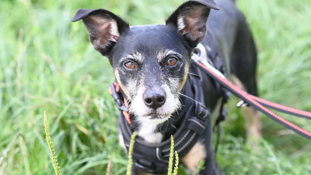 Max – Chihuahua-JackRussell-Zwergpinscher-Mix, männlich, 7 Jahre, 13057 Berlin – zur Adoption
