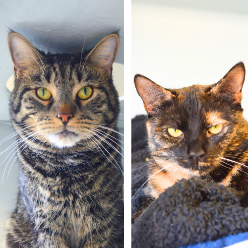 Benny und Nikki – Katze, männlich, 14 Jahre, 3 Monate, 28357 Bremen – zur Adoption