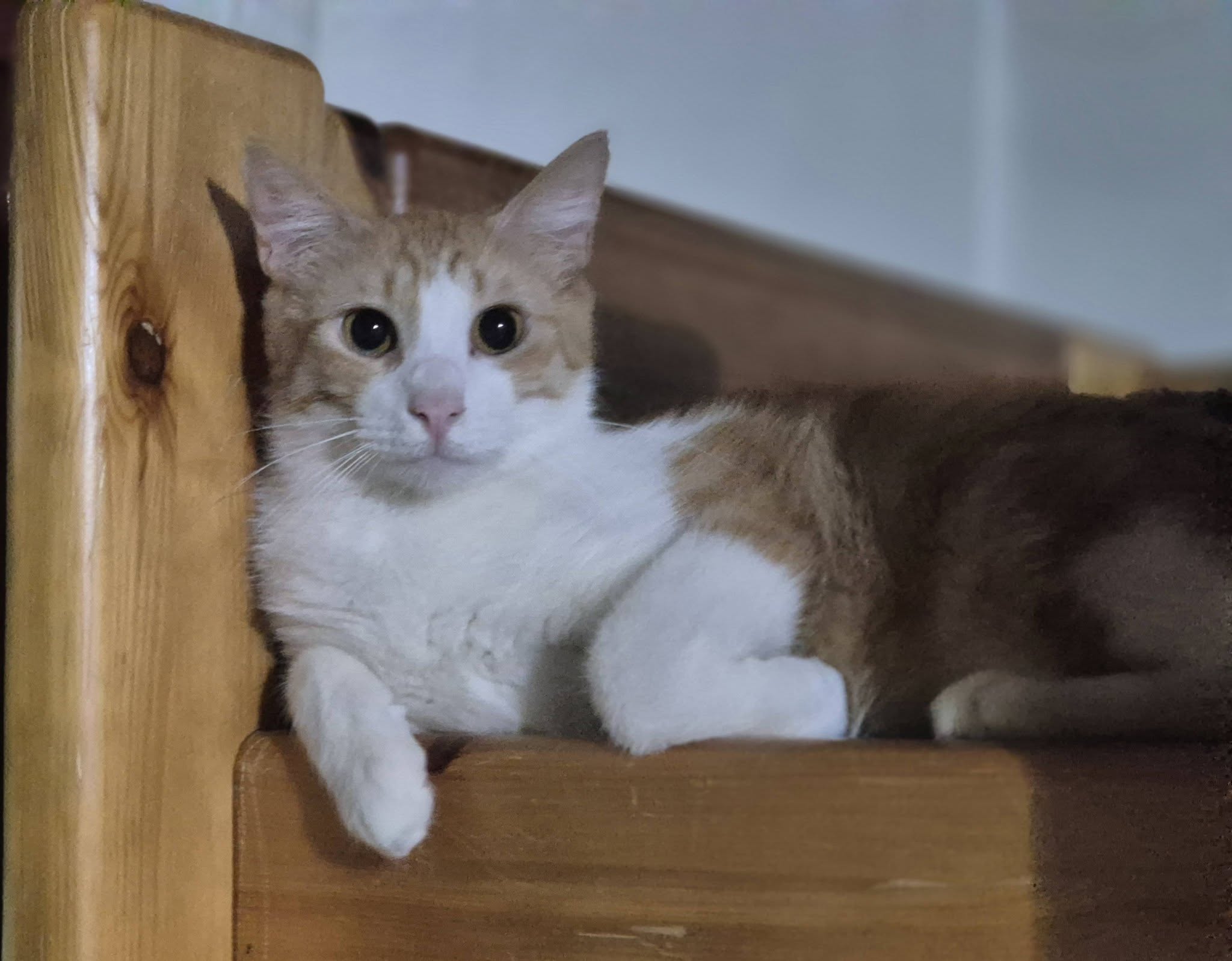 Fritzi – EKH, männlich, 50823 Köln – zur Adoption