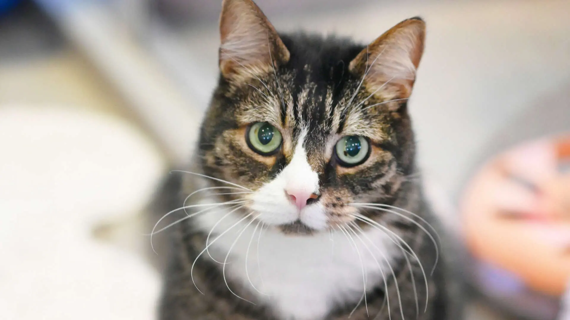 Merkimer – EKH, männlich, 64 Monate, 13057 Berlin – zur Adoption