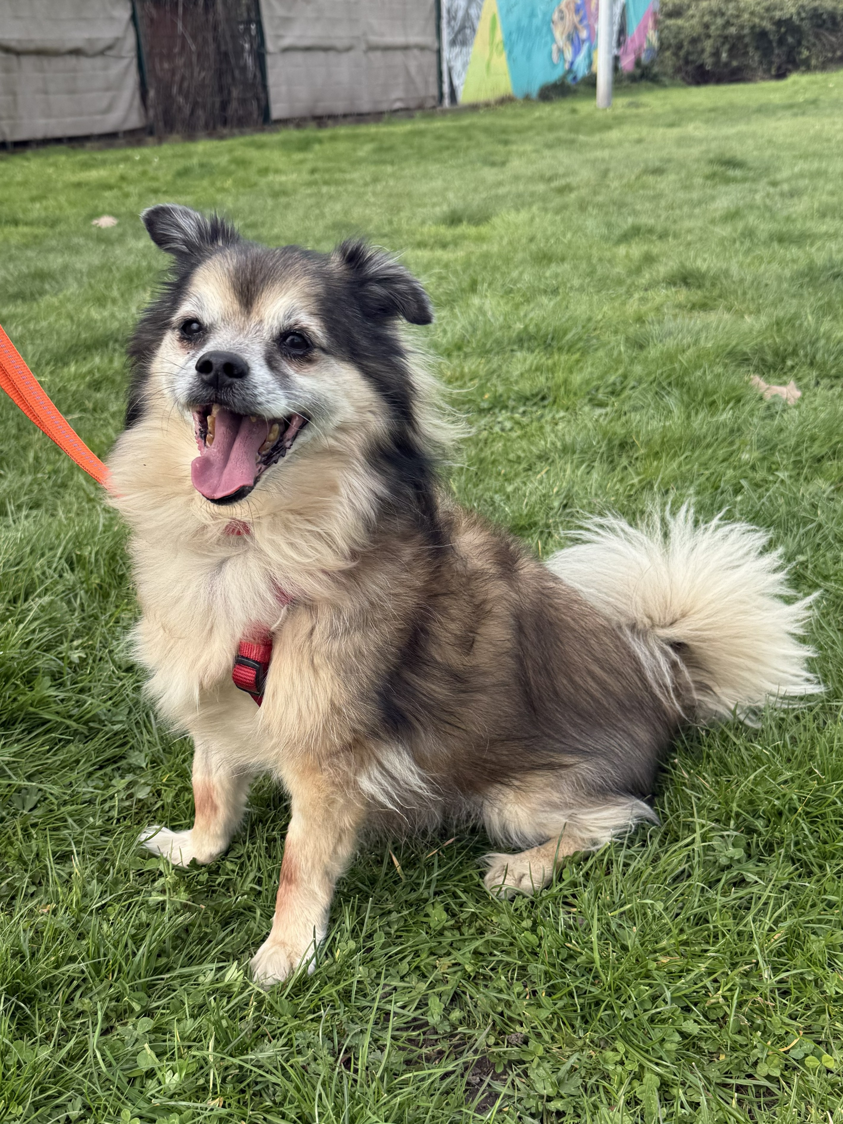 Rocky 2 – Shih Tzu-Mix, männlich, 9 Jahre, 50969 Köln-Zollstock – zur Adoption