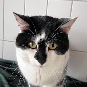 Alfonso – EKH, männlich, 90537 Feucht – zur Adoption