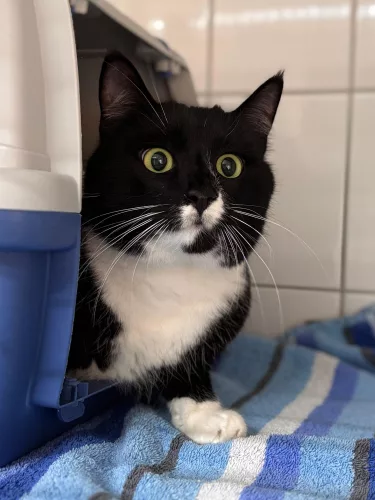 Aragorn – EKH, männlich, 3 Jahre, 26389 Wilhelmshaven – zur Adoption