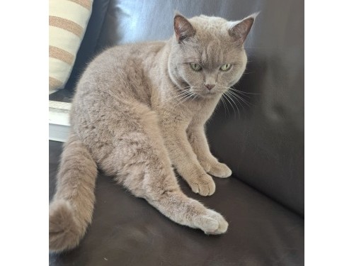 Kira