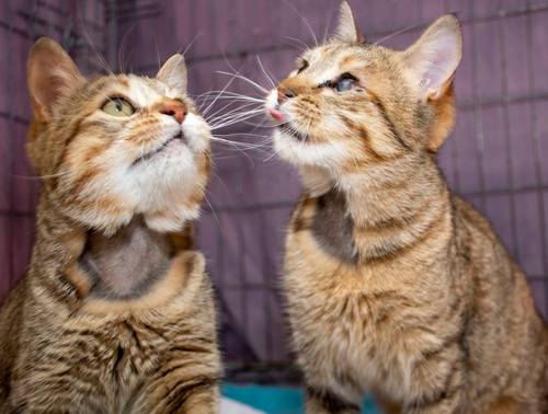 Belinda & Gabriela – EKH, weiblich, 8 Monate, 65520 Bad Camberg – zur Adoption