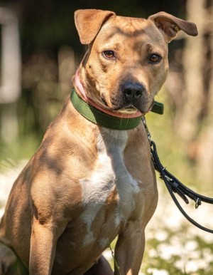 Diva – Am. Staff-Mix, weiblich, 1 Jahr, 7 Monate, 70195 Stuttgart-Botnang – zur Adoption