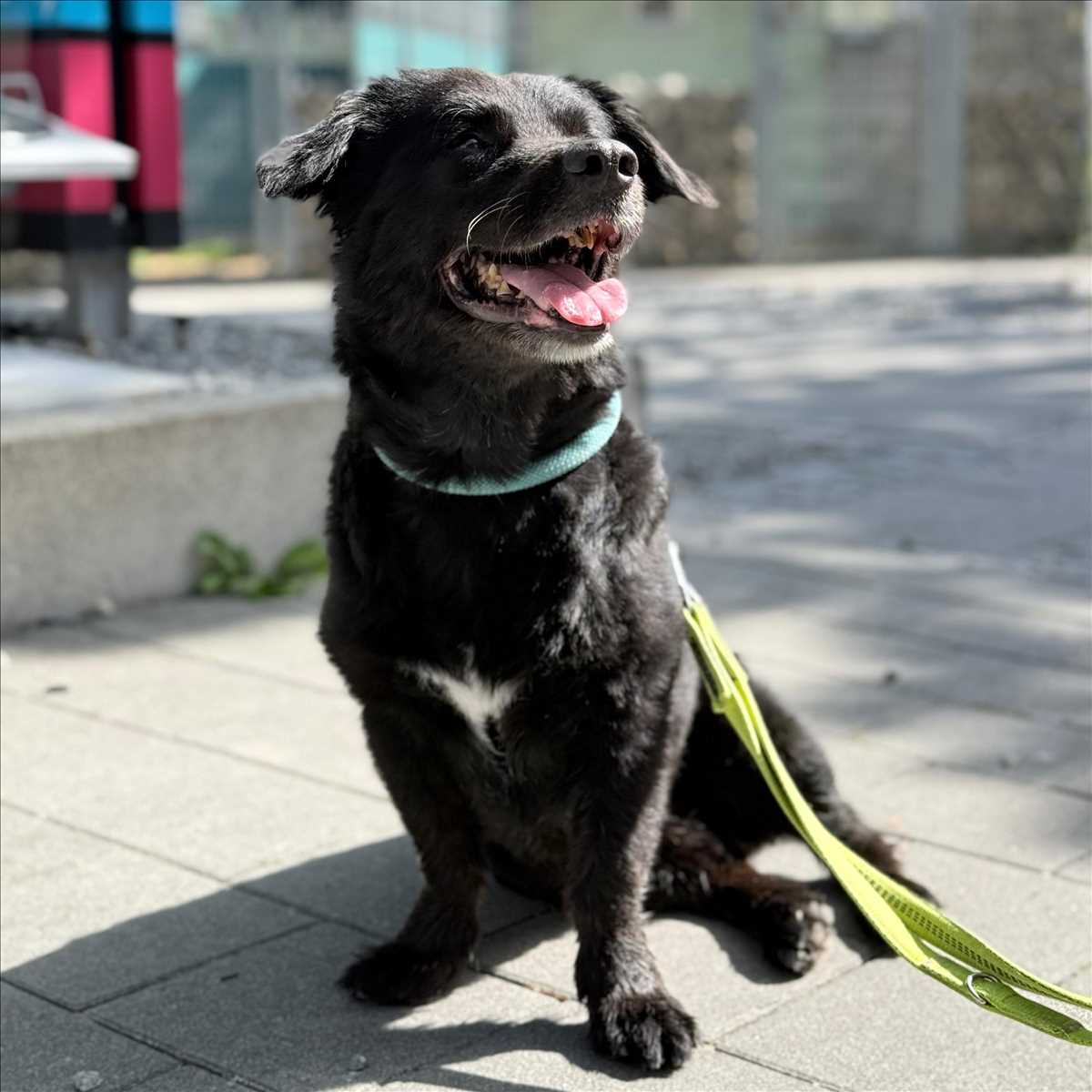TEDDY – Mix, männlich, 7 Jahre, 5 Monate, 81829 München – zur Adoption