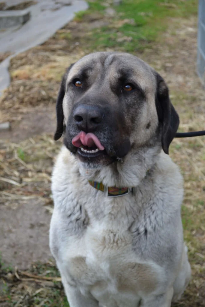 Bo – Kangal, männlich, 5 Jahre, 13057 Berlin – zur Adoption