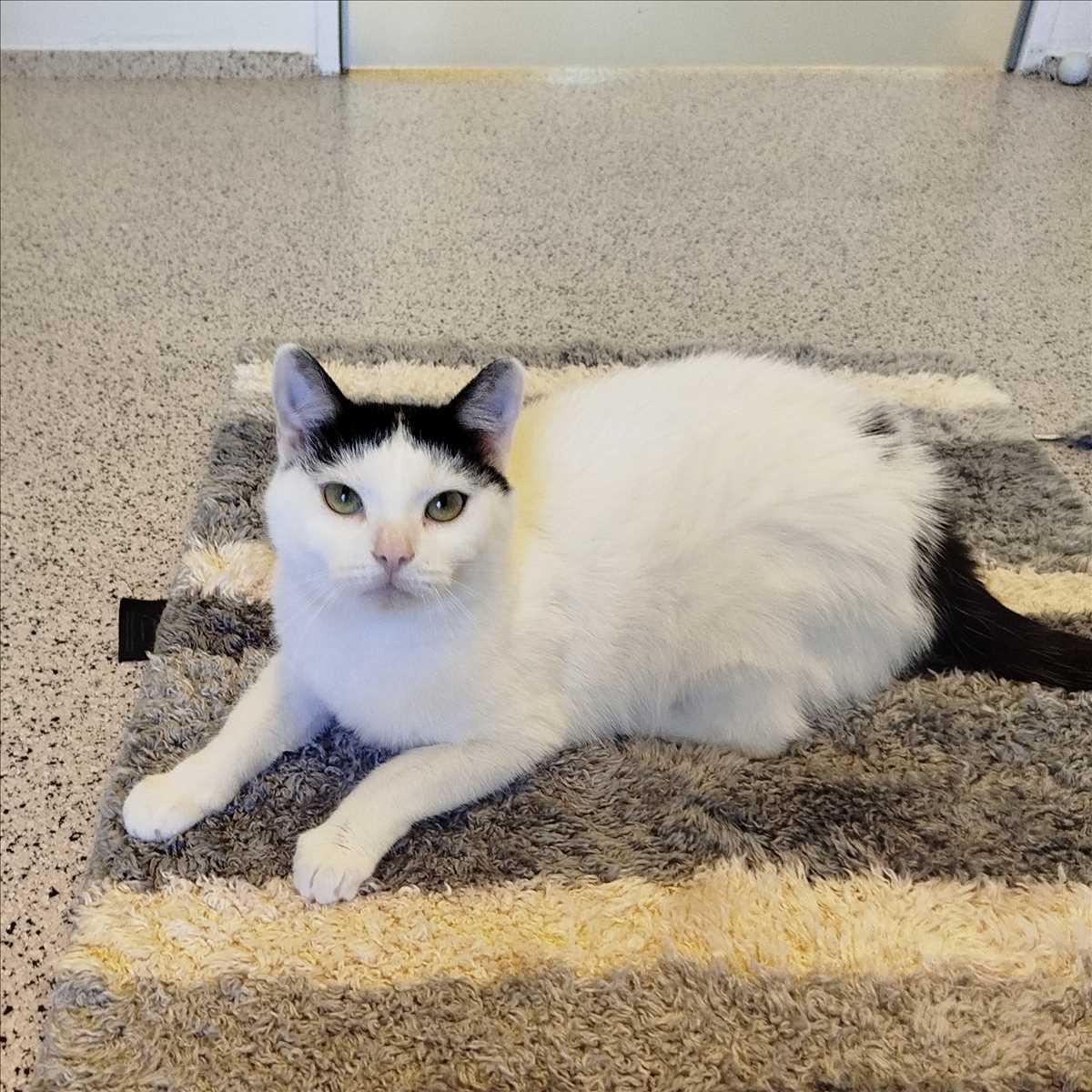 NALA – Europäisch Kurzhaar, weiblich, 1 Jahr, 81829 München – zur Adoption