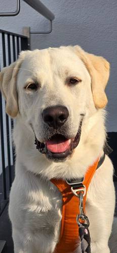 Marlon – Labrador-Maremmano-Mischling, männlich, 5 Monate, 65520 Bad Camberg – zur Adoption