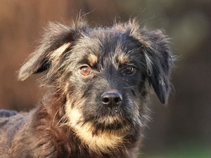 Maroni – Hund, weiblich, 5 Monate, 90537 Feucht – zur Adoption